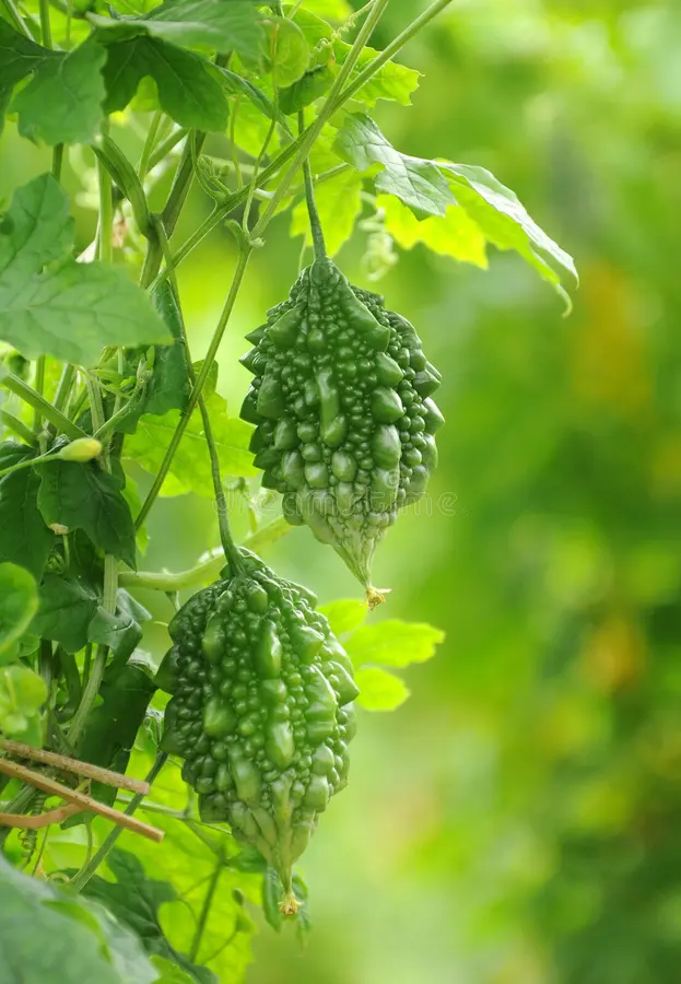 Bittergourd