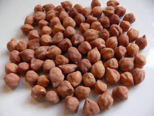 Brown Channa