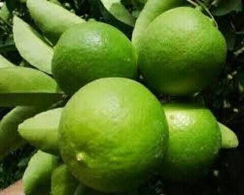 Kagji Lemon Big – Fresh & Juicy
