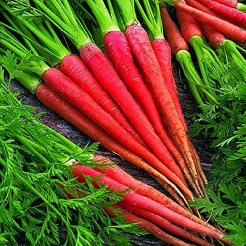 Delhi Carrots