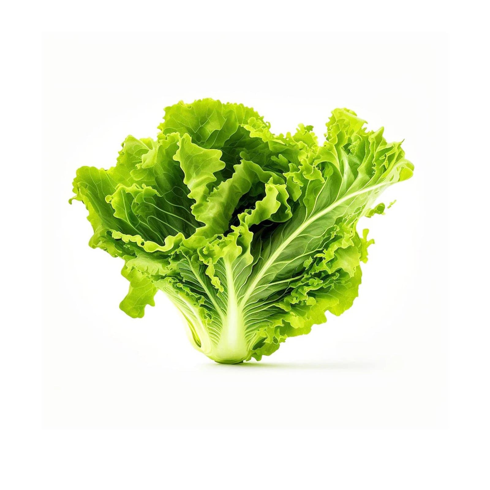 Lettuce - Green