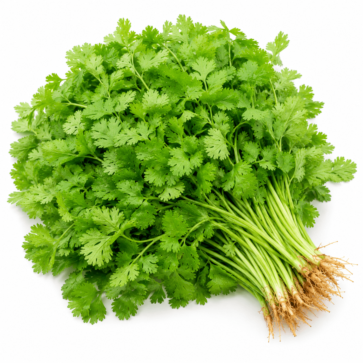 Coriander / Kothmiri Leaves Bunch