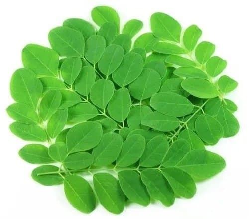 Drumstick Leaves (Moringa)