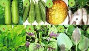 Gourds / Creepers