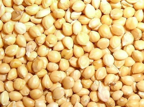 Proso Millet 1kg